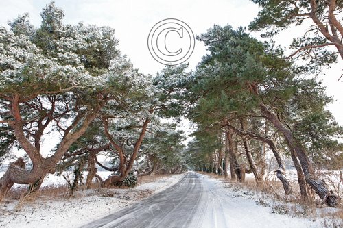 Breckland Trees in Winter DM1470
